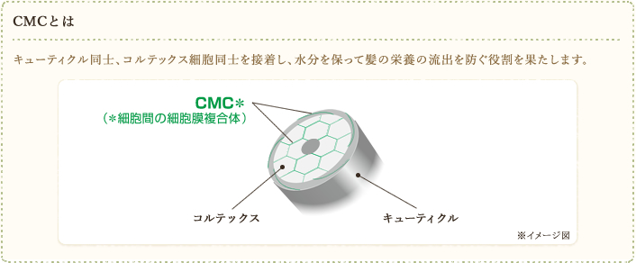 CMCは、キューティクル同士、コルテックス細胞同士を接着し、水分を保って髪の栄養分の流出を防ぐ役割を果たします。